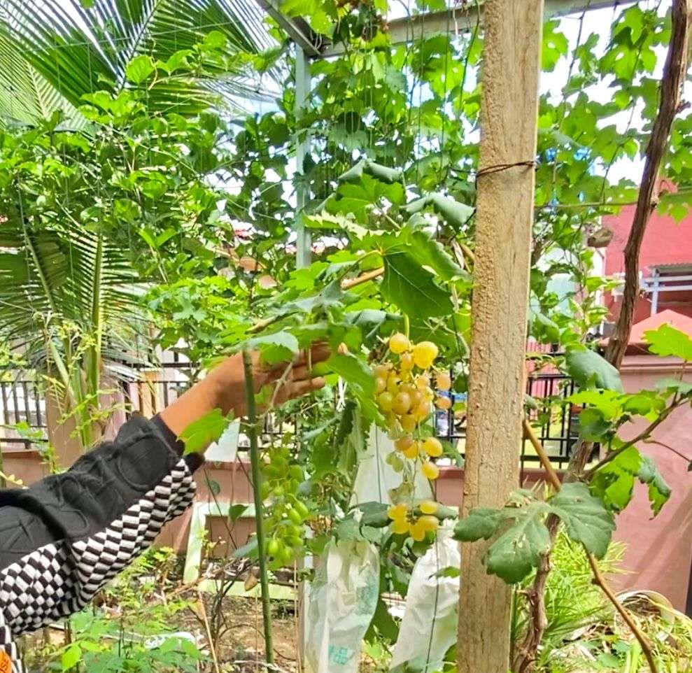 Keuntungan Menanam Pohon Buah di Rumah untuk Kesehatan dan Ekonomi