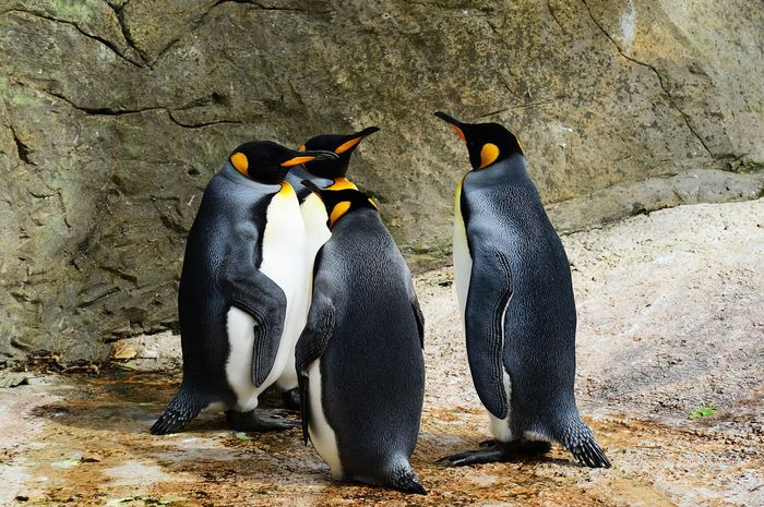Mengenal Penguin: Burung Unik yang Tidak Bisa Terbang