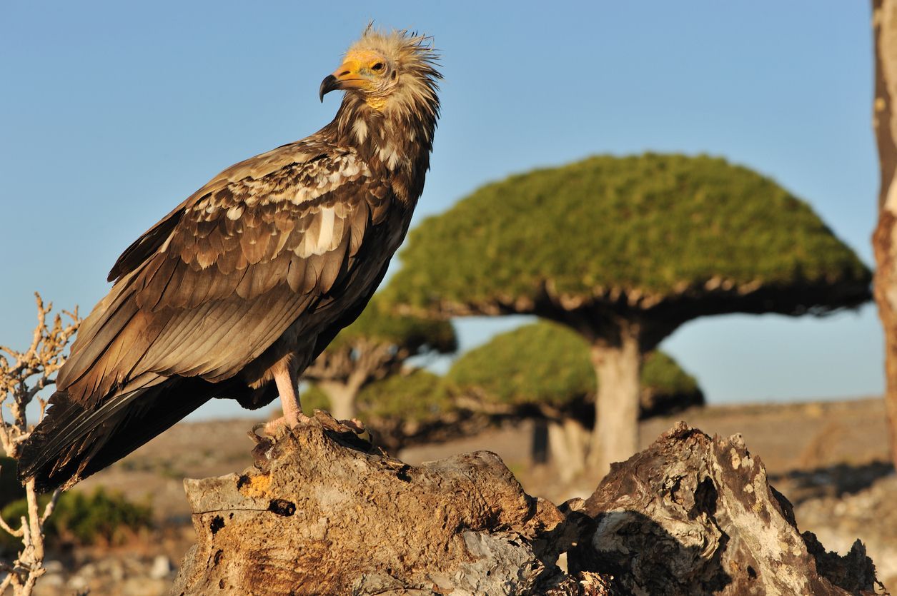 socotra-surga-biodiversitas-yang-langka-di-dunia