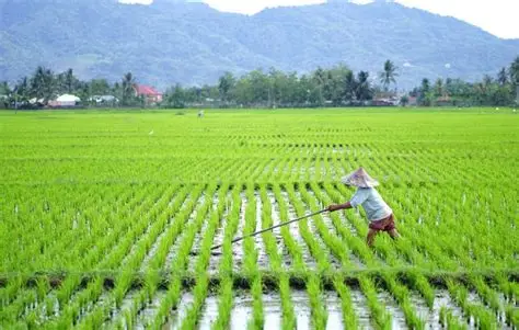 Sawah dan Manfaatnya bagi Kehidupan